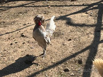 Gallo padovano
