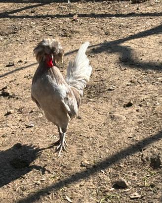 Gallo padovano