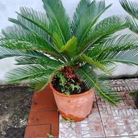 Pianta cycas