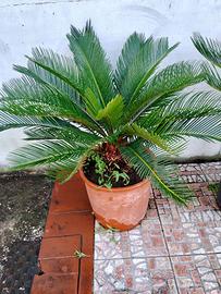 Pianta cycas