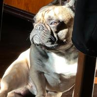 Bulldog francese maschio disponibile per monta