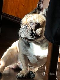 Bulldog francese maschio disponibile per monta