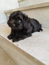 Maltipoo Mini Toy Total Black