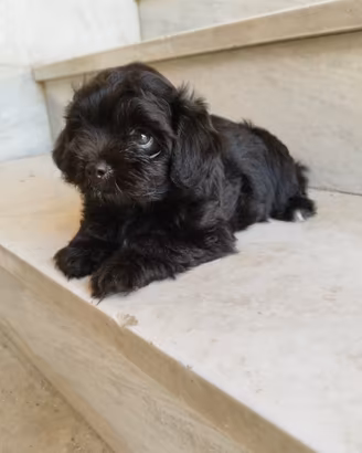 Maltipoo Mini Toy Total Black