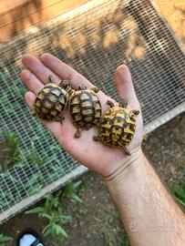 Baby marginata