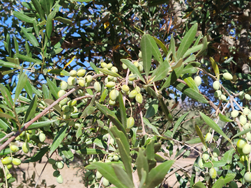 Uliveto con 25 alberi Centenari