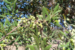 Uliveto con 25 alberi Centenari