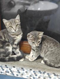 Gattine Abbandonate Faedis