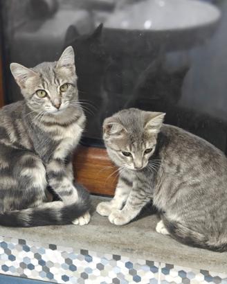 Gattine Abbandonate Faedis