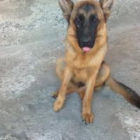 Pastore tedesco puro