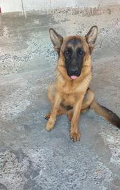 Pastore tedesco puro