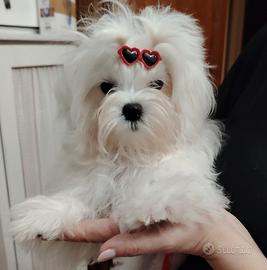 Maltese