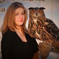 Gufi reali (Bubo bubo) * rapaci