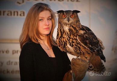 Gufi reali (Bubo bubo) * rapaci