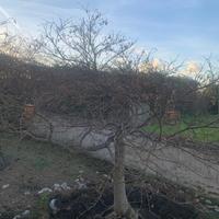 Acero palmato maturo