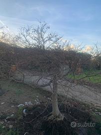 Acero palmato maturo