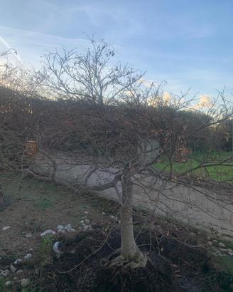 Acero palmato maturo