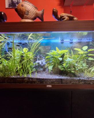 Acquario Juwel Rio 240