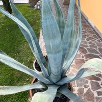 Agave in vaso di terracotta