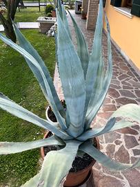 Agave in vaso di terracotta
