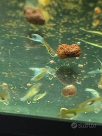 Endlet pesci tropicali acquario