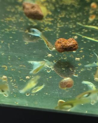 Endlet pesci tropicali acquario