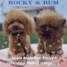 Barboncini per monte