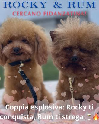 Barboncini per monte