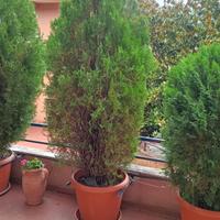 Piante da Giardino € 20/35