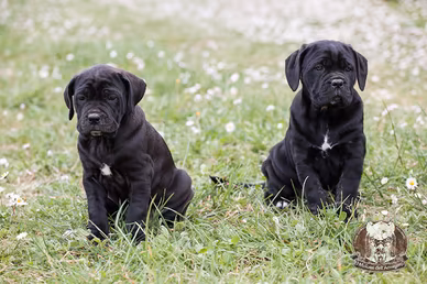 Cane Corso 