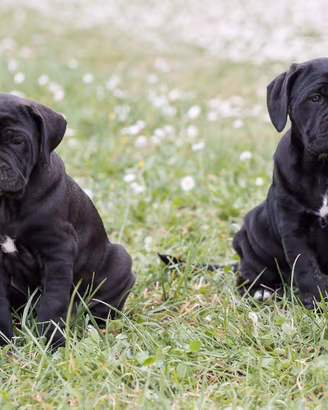 Cane Corso 