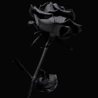 Amore e Inganno – Thriller Psicologico Avvincente