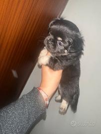Cucciola di chihuahua linea russa