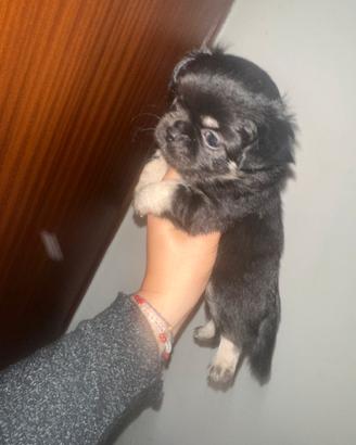 Cucciola di chihuahua linea russa