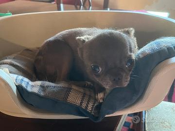 Chihuahua da monta