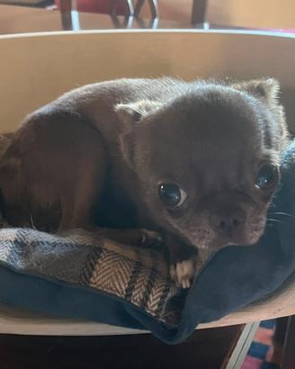 Chihuahua da monta