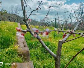 Porz. di fabbricato con terreno - Piedimonte Etneo