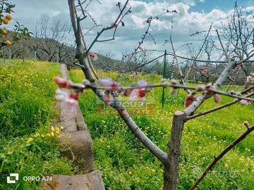 Porz. di fabbricato con terreno - Piedimonte Etneo