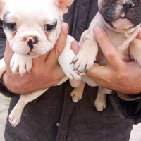 Cuccioli di bouledog francesi