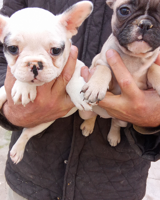 Cuccioli di bouledog francesi