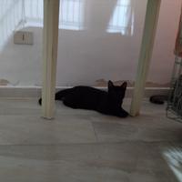 Tomy gattino 10 mesi