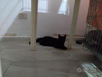 Tomy gattino 10 mesi