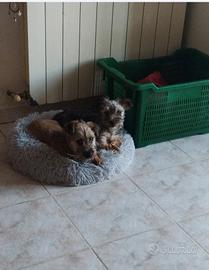 Cuccioli di Yorkshire