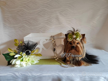 Mini Yorkshire Terrier Toy