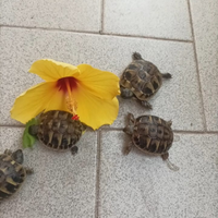 Tartaruga