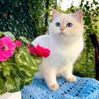 Gattina cucciola British Shorthair