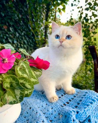 Gattina cucciola British Shorthair