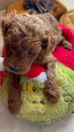 Barboncino mini Toy red maschio due mesi