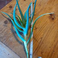 aloe arborescens a foglia stretta   TALEE 40 CM 