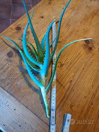 aloe arborescens a foglia stretta   TALEE 40 CM 